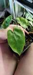 philodendron burle marx regres