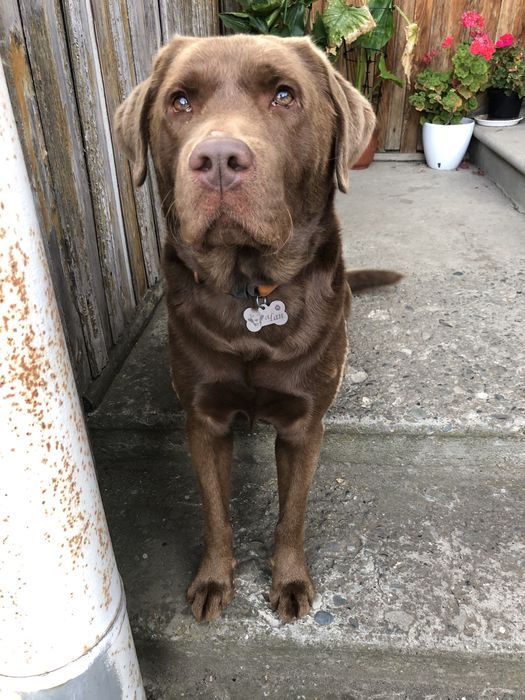 Кабель лабрадор для вʼязки