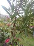 oleander różowy ,duzy kwiat