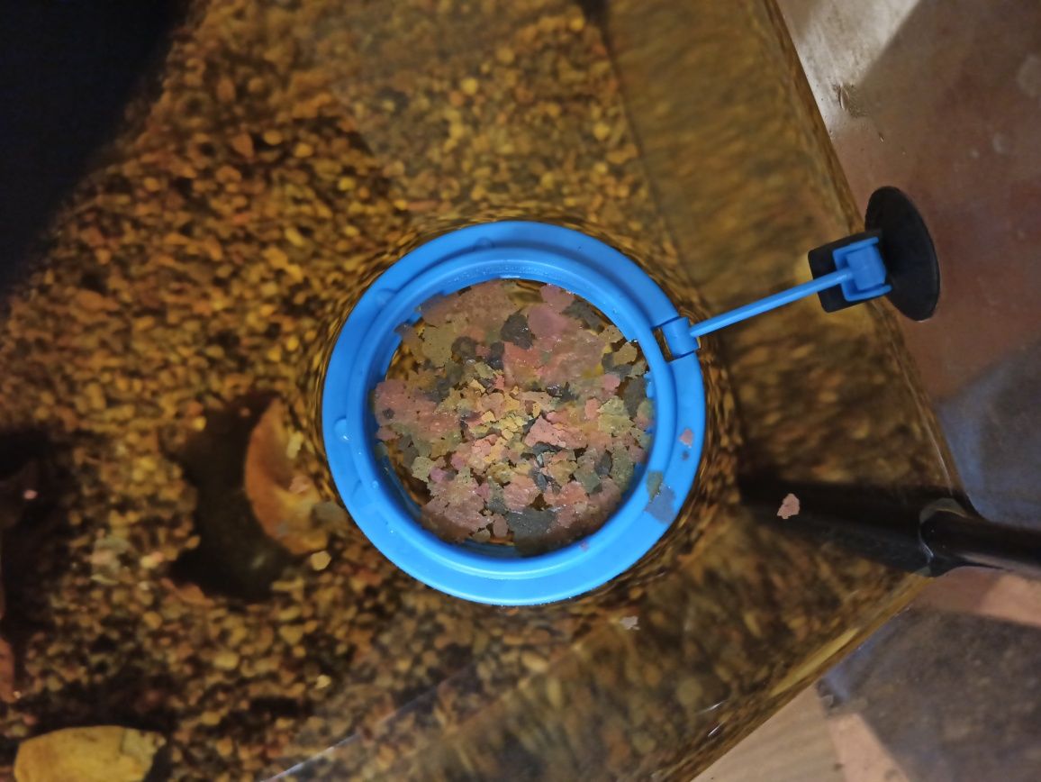 Акваріум кільце. Годівниця-кільце для риб на присосці 7.5 см