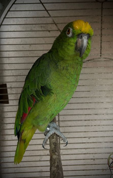 Papagaio Amazona Ochrocephala (com documentação)