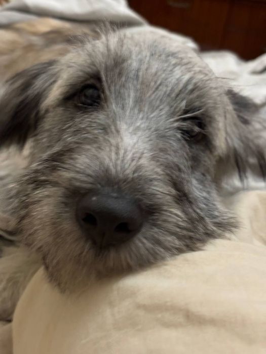 Малюки породи Скай тер'єр.