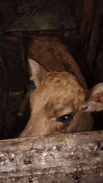 Теличка    гарна