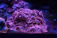 akwarium morskie Zoanthus/Zoa Playboy Bunny