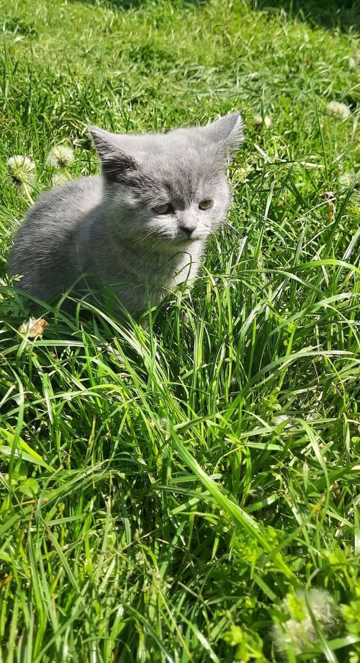 Шотландские котята ! Вислоухие котята!