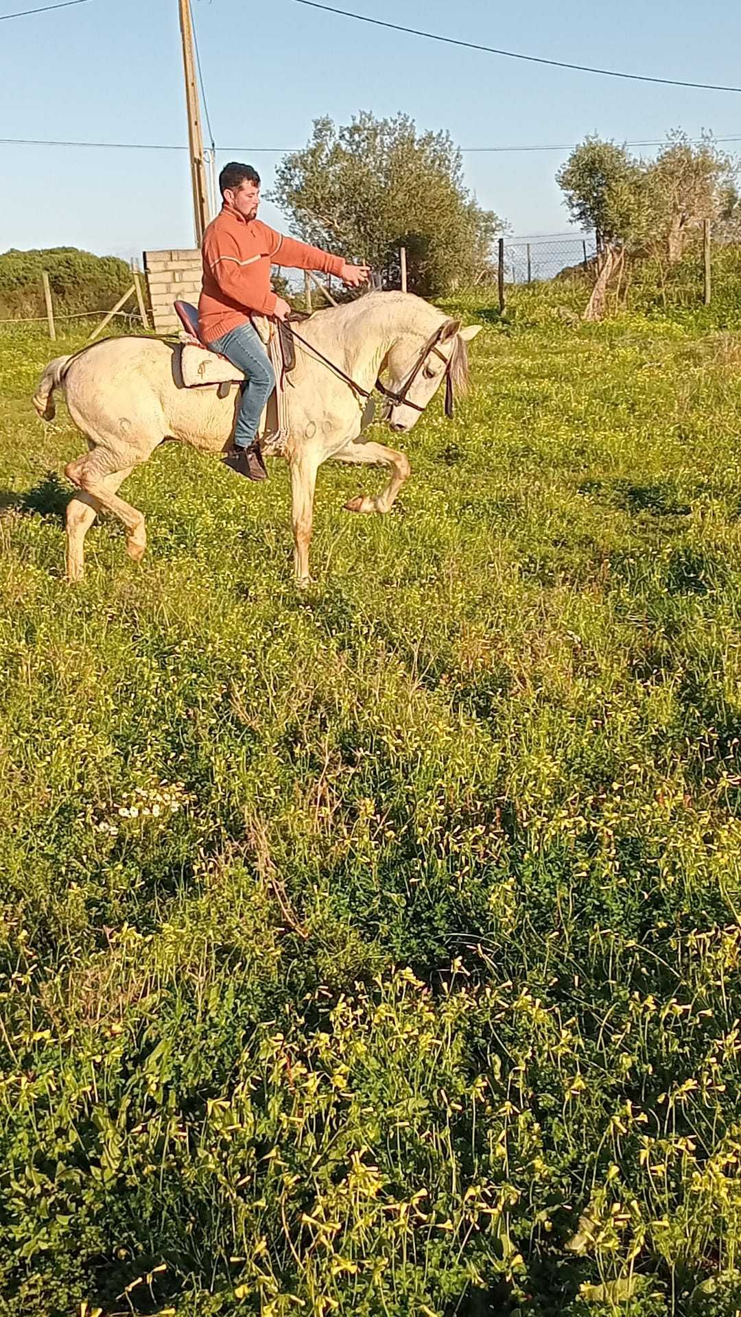 Vendo ou troco cavalo capado