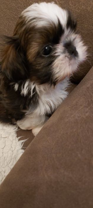 Shih Tzu  rodowodowy piesek
