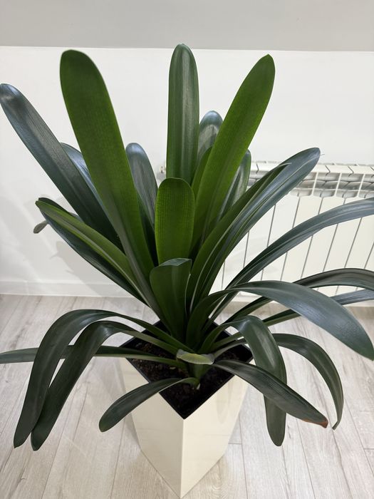 Kwiat z donicą domowy II