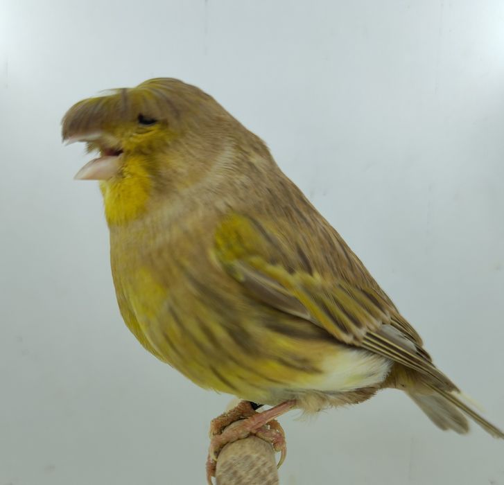 Kanarek kanarki gloster samica