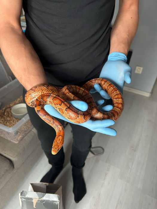 Węże zbożowe różne odmiany