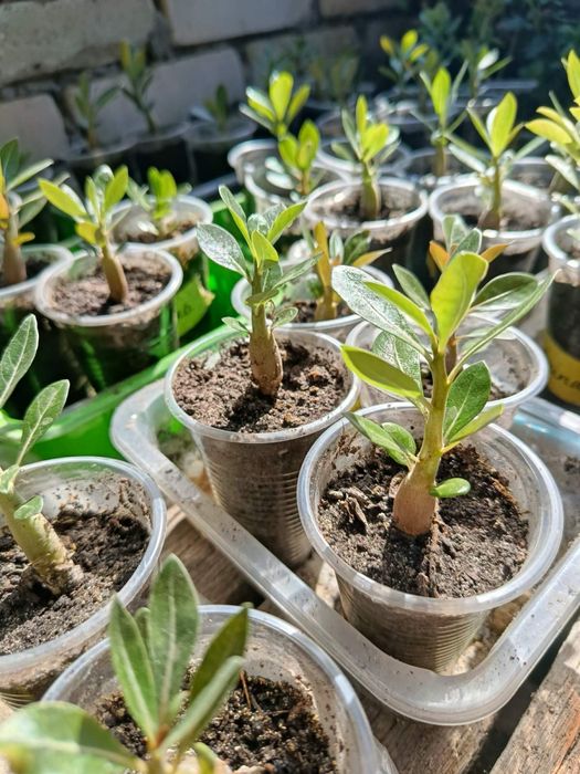 Аденіум, вирощенний з насіння