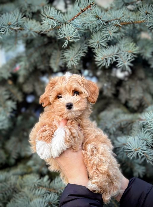 Хлопчик Мальтіпу Ф1