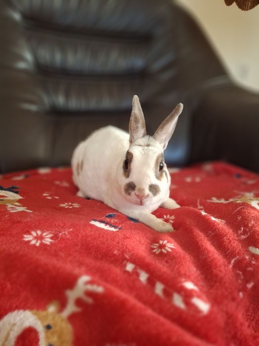 Samiczka rex karzełek oswojona bardzo grzeczna