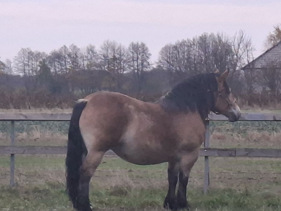 Sprzedam klacz zimnokrwisto