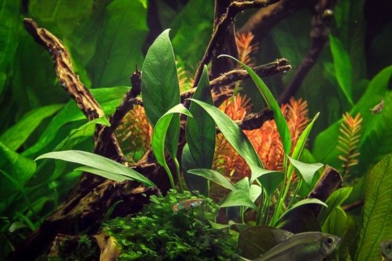 Anubia barteri var. glabra - Planta natural para aquário