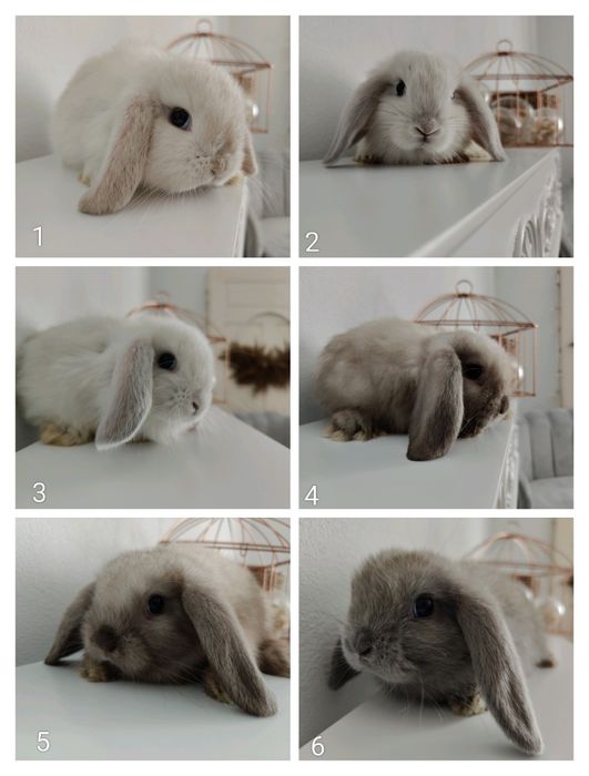 Mini Lop królik gotowe na zmianę domu