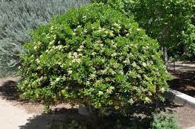 Sementes de faia da holanda pittosporum tobira