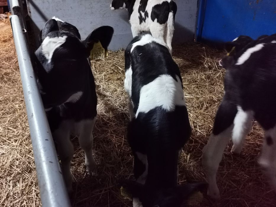 Cielaki Byczki tanio