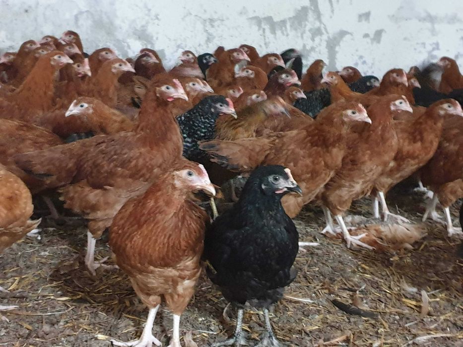 Kury Kokoszki Nioski Rosa