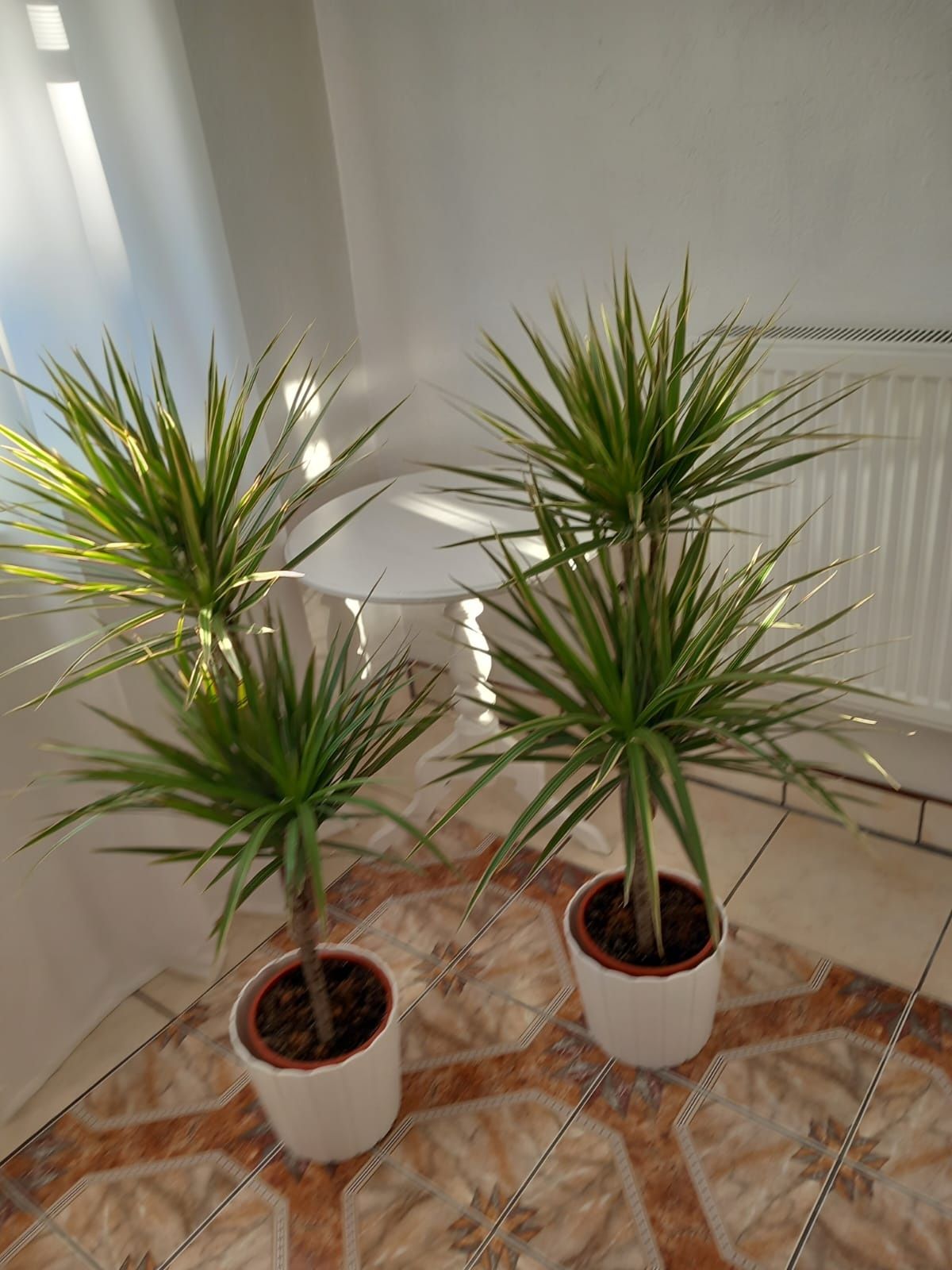 Kwiat Dracena BICOLOR