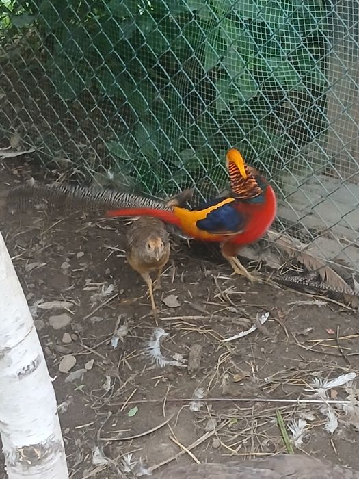 Молодий Золотий фазан