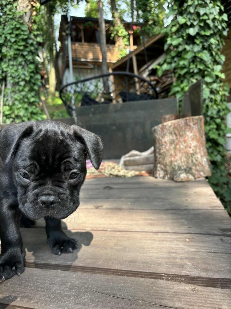 Buldog Francuski