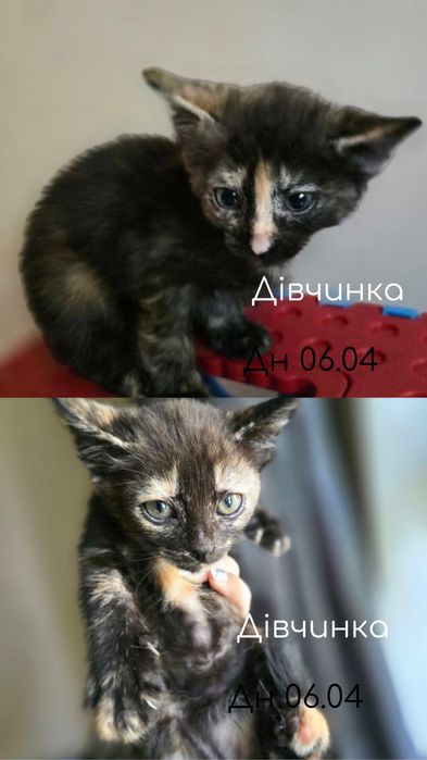 Коти(5 шт ) в добрі руки