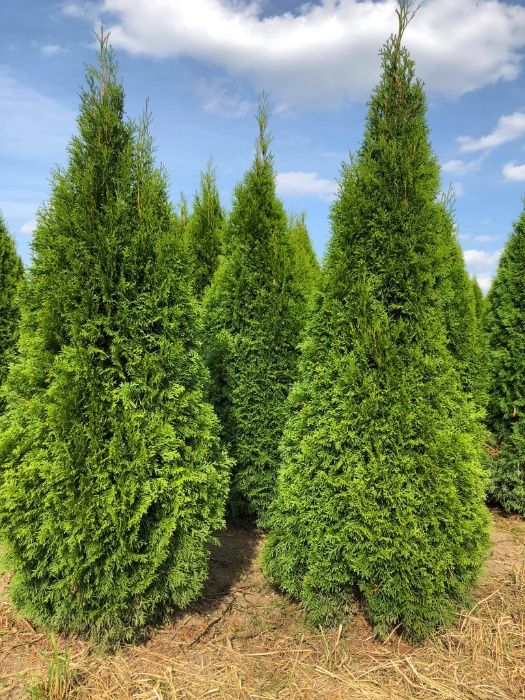 Tuja szmaragd, tuje, thuja szmaragd od 60 do 250 cm!