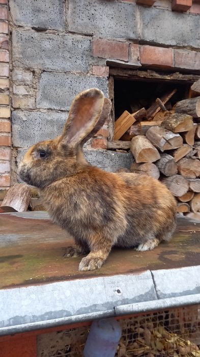 Sprzedam królika 4kg