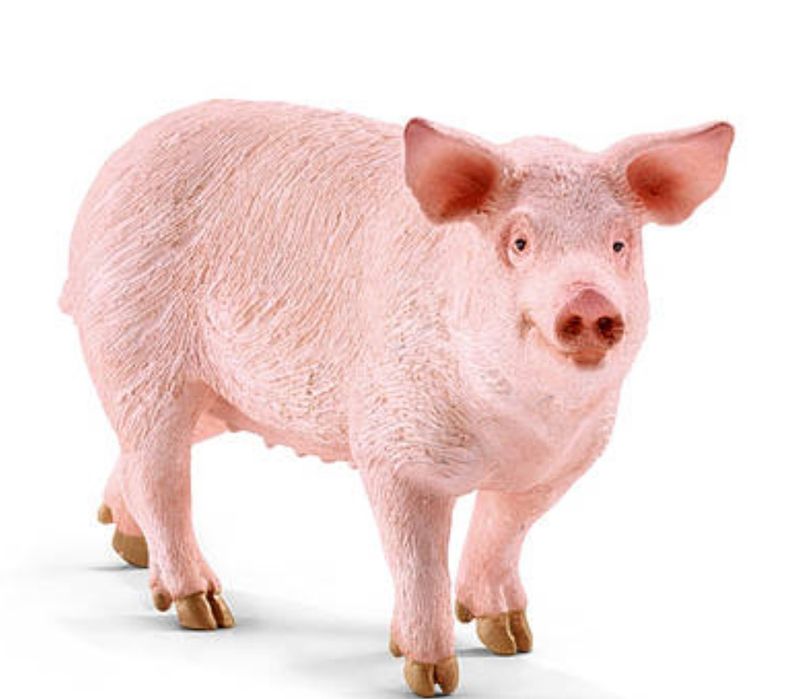 Викуп свиней і худоби