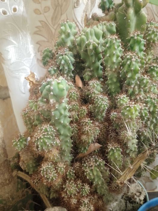 Ехінопстс, алоє, опунція, кактуси