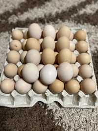 Брама інкубаційне яйце