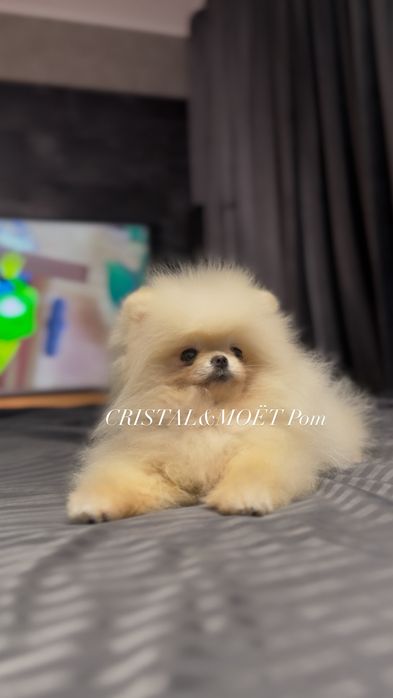 Мальчик померанский шпиц,экстрамини,тип мишка