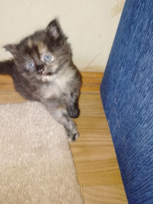 Кошенята, метіси мейн куна,з кісточками на вушках