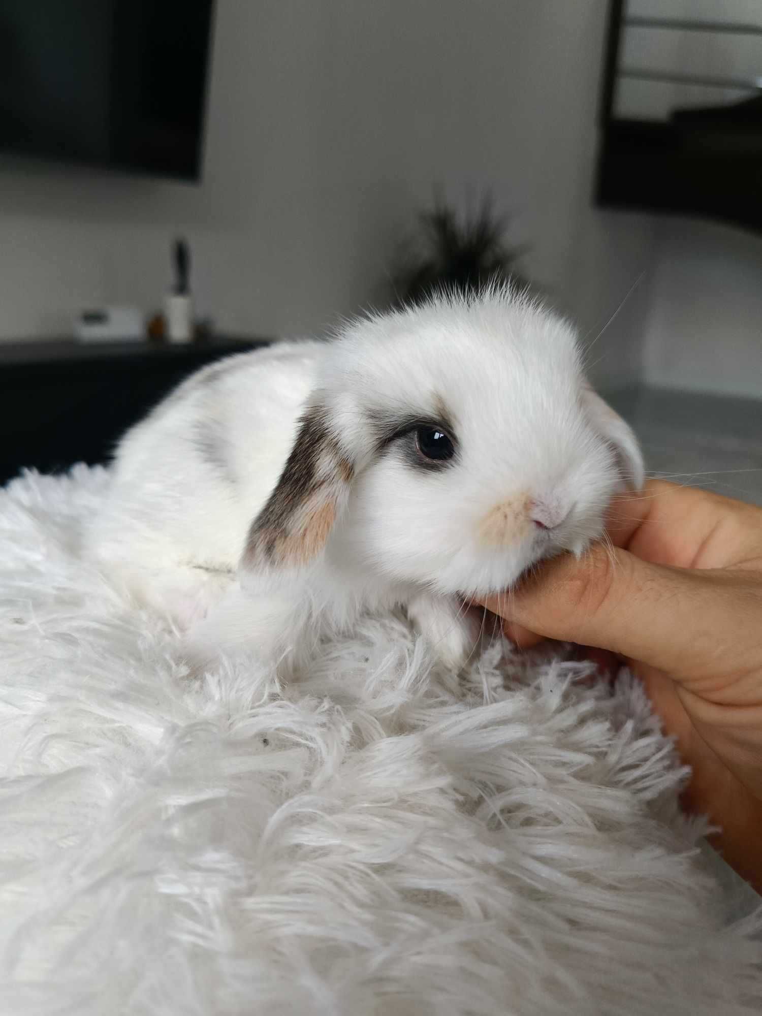 Mini lop karzełek Teddy hodowla zarejestrowana