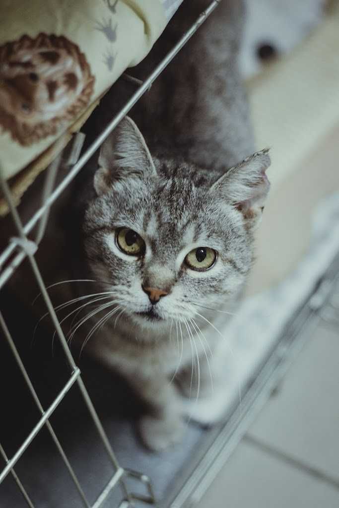 Silver - cudna koteczka bez ogonka szuka domu