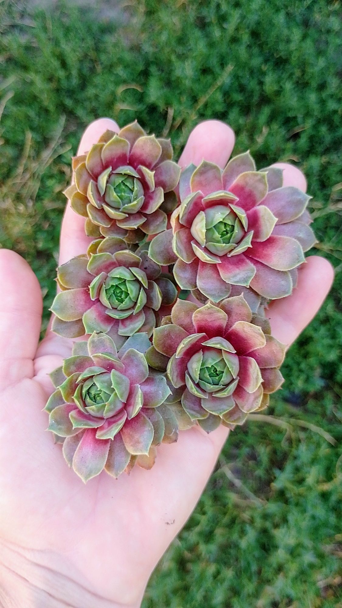 Сортові вуличні сукуленти sempervivum молодило. Витримують жару та мор