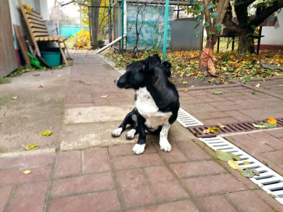 Стерилізована дівчинка маленької породи