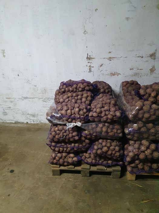 Ziemniaki Soraya Mellody Bellarosa Quinn Anna