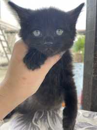Кошенята 1 хлопчик чорний