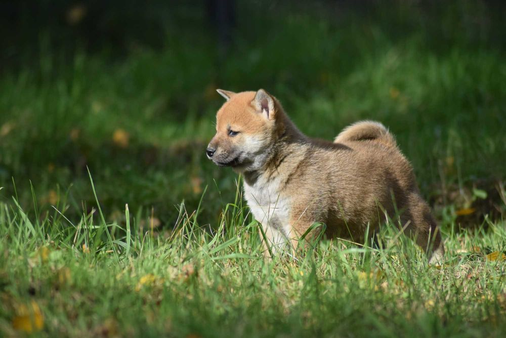 Shiba z rodowodem po Championach - ojciec z Japoni