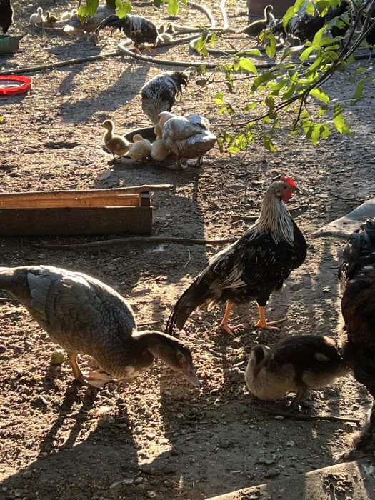 Петухи леггорна.