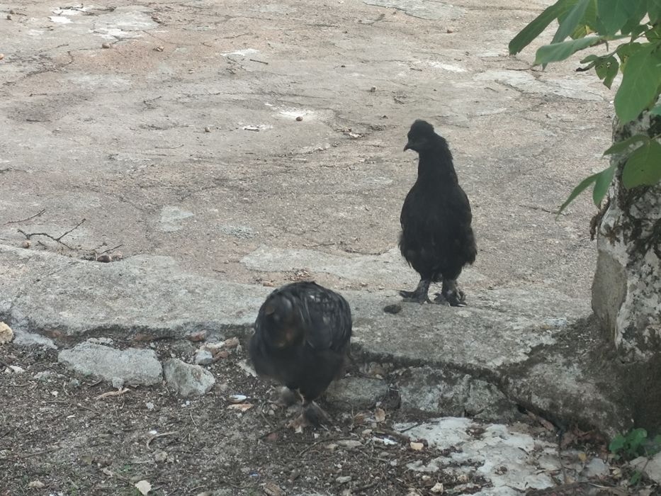 Casal de coquichas