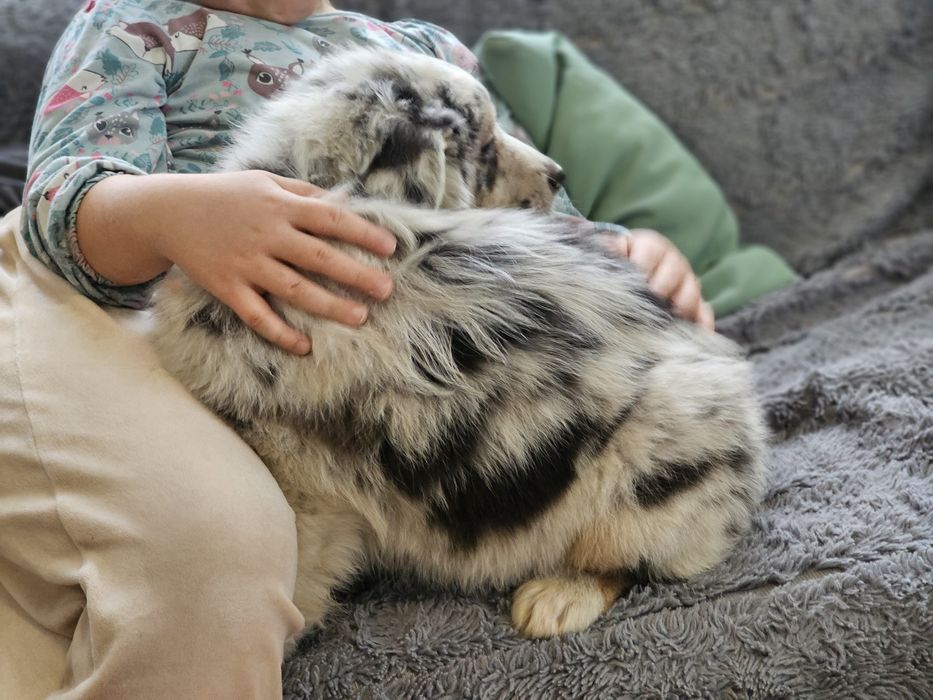 Owczarek australijski Aussie SUCZKA