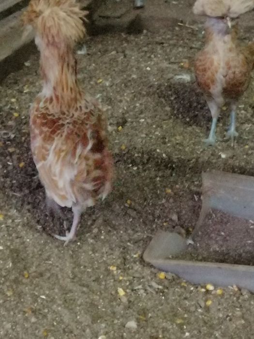 Casais de Paduanas (Camurça)