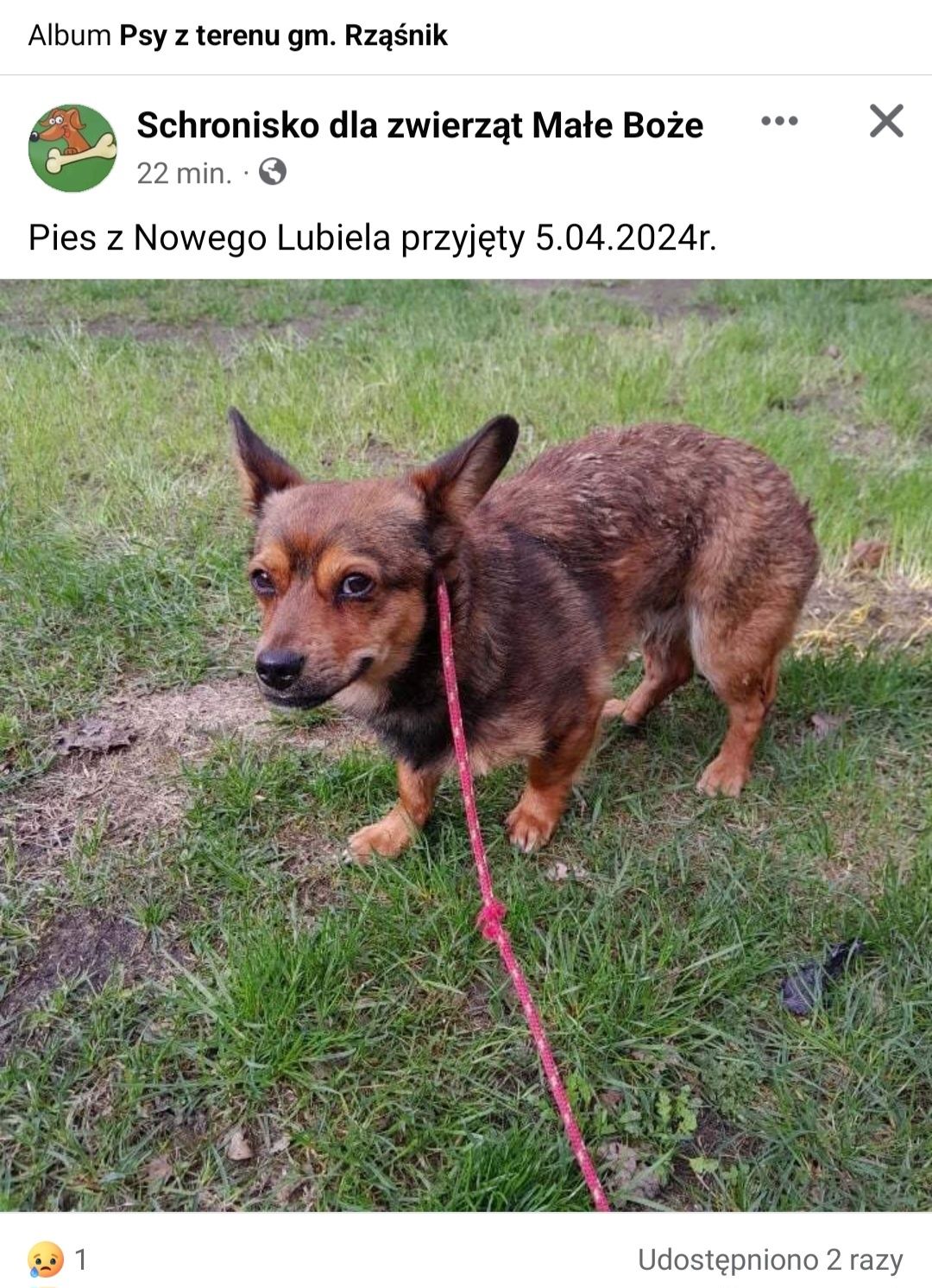 Czyj to piesek!?