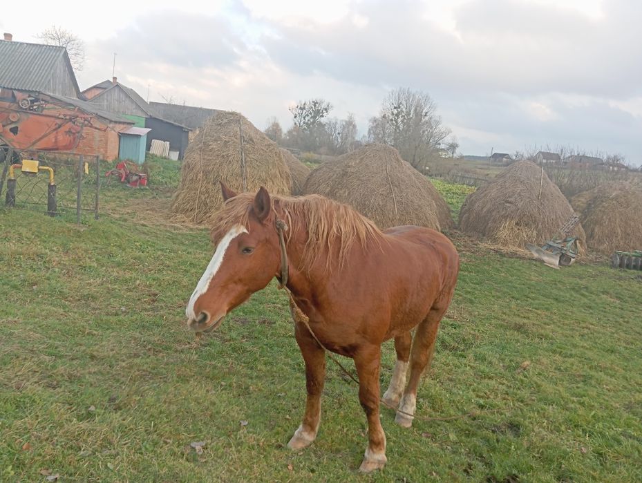 Продається кобила 13років