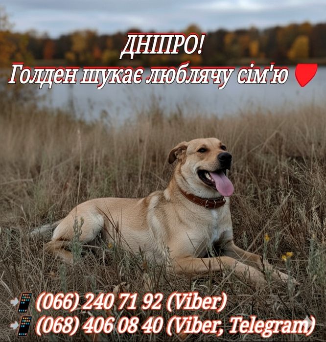 Гарний друг та захистник в добрі руки