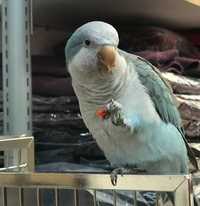 Папуга монакус, також є інші розела, ожереловий та пірура