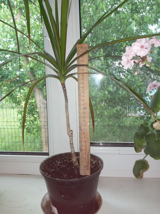 Кімнатні рослини. Продаж.